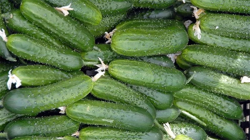 منها محاربة السرطان .. الخيار يجنبك 6 امراض خطيرة