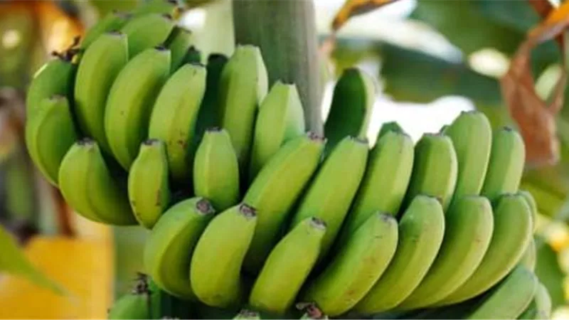 الموز الأخضر يساعدك على حرق الدهون