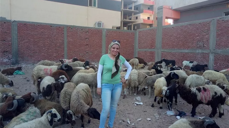 أسواق الأضاحي في الإسماعيلية تراجع أسعار وضعف شرائي ..فيديو وصور