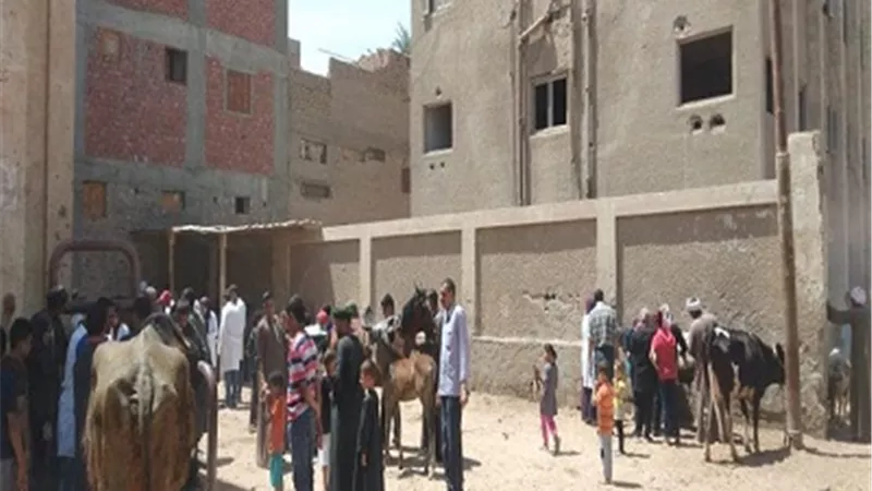 قافلة بيطرية للتشخيص والعلاج بقرية الزاوية بأسيوط