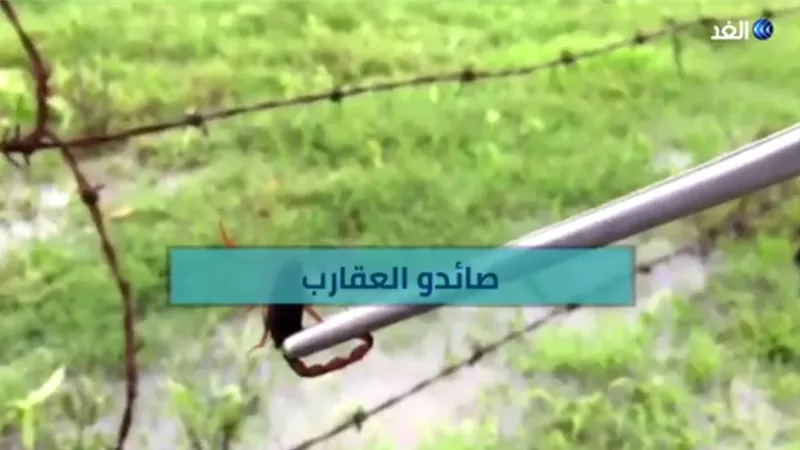 صائدو العقارب.. شاهد.. عائلة مكسيكية تصطاد العقارب منذ 50 عامًا