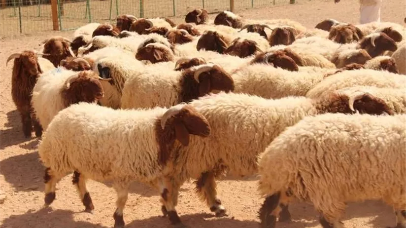 6أفعال مستحبة قبل التضحية..تعرف عليها