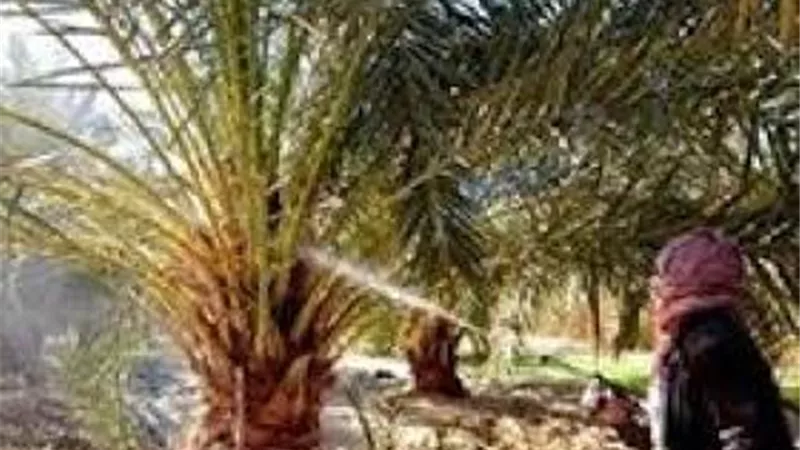 فحص 278 ألف نخلة لمكافحة التسوس