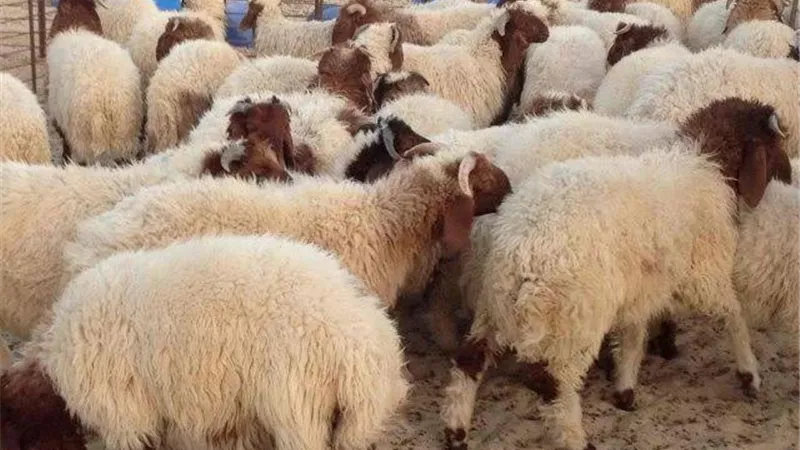 ٣ نصائح للتخلص من مخلفات ذبح الاضاحى