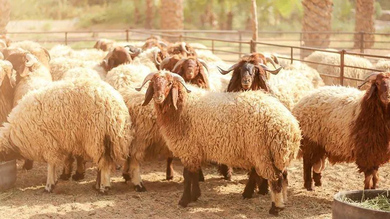 هل يجوز ذبح هدي التمتع قبل يوم النحر؟