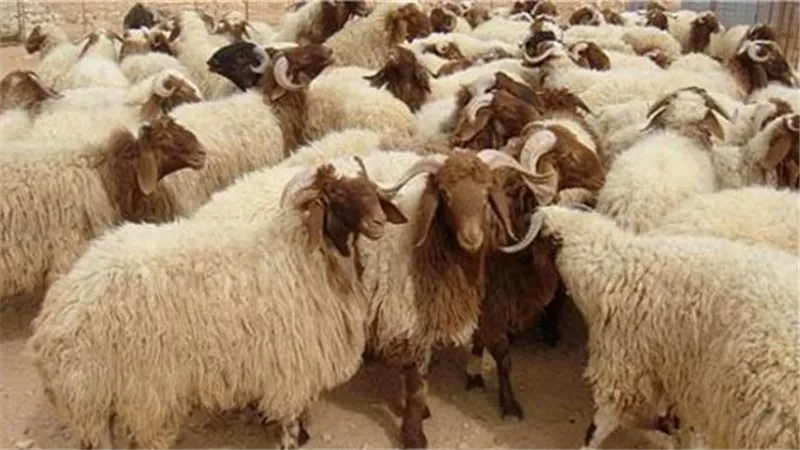 هل يجوز جمع جلود الأضحية وبيعها والتبرع بثمنها؟