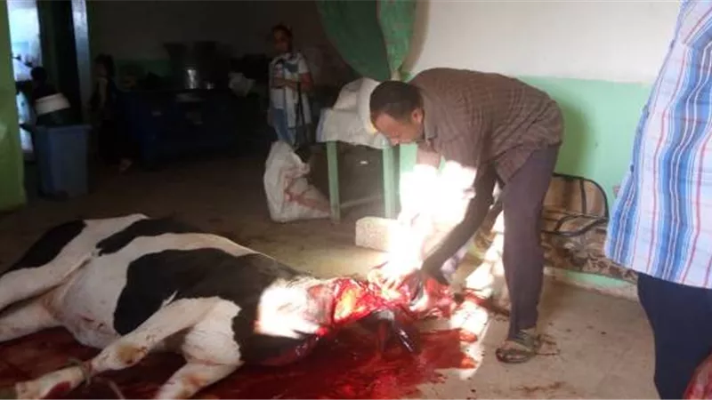 دماء الأضاحي تغرق شوارع ومزارع أهالى الوادى الجديد احتفالا بالعيد . صور