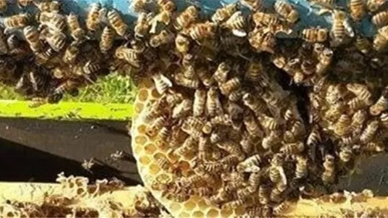 هروب الملايين من حشرات نحل العسل .. اعرف السبب