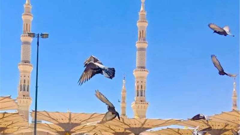 بالفيديو.. المدينة المنورة تستقبل ضيوف الرحمن ب 