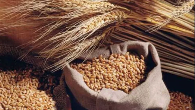 نقيب عام الفلاحين يطالب بحظر استيراد القمح الروسي هذا الموسم