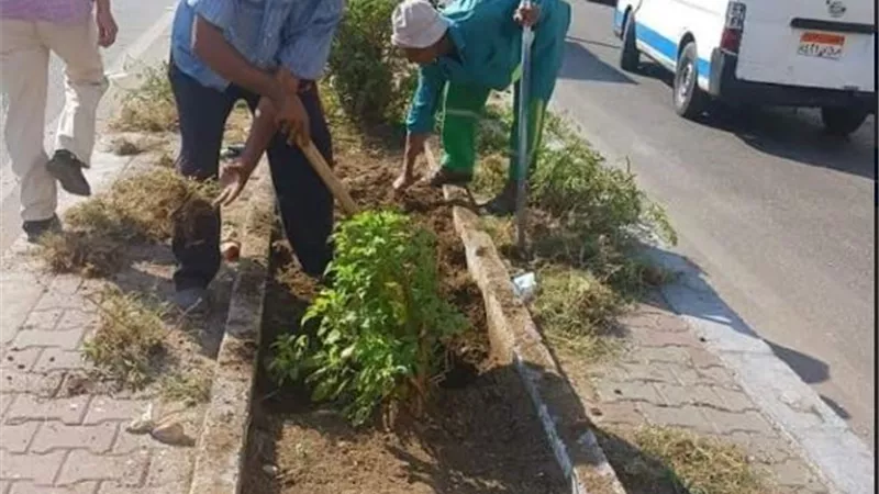 زراعة ٤٠٠ شجرة جديدة لتجميل مدخل مدينة أسوان