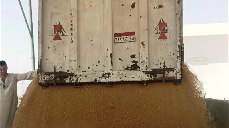 محافظ أسوان يتابع توريد محصول القمح