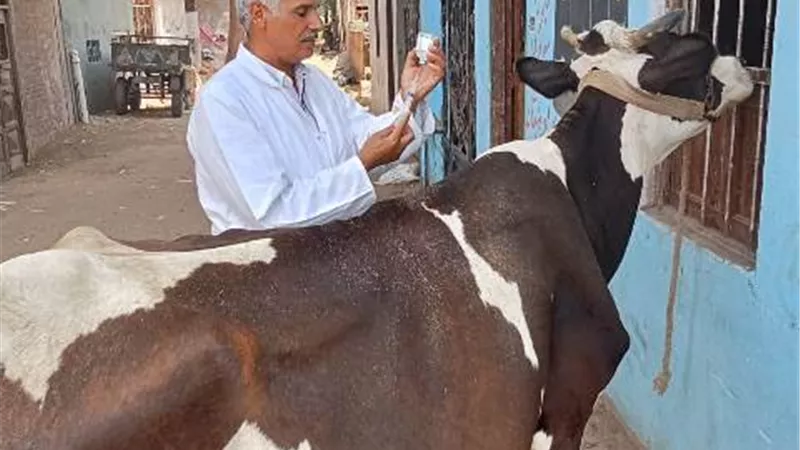 قافلة بيطرية من جامعة الزقازيق لقرية المحامى بأبوحماد