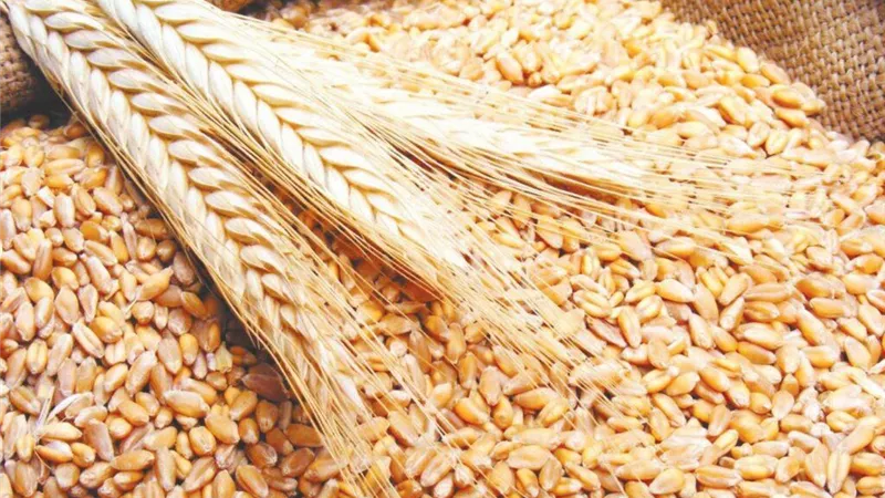 مصر تنفذ أكبر صفقة قمح مع روسيا