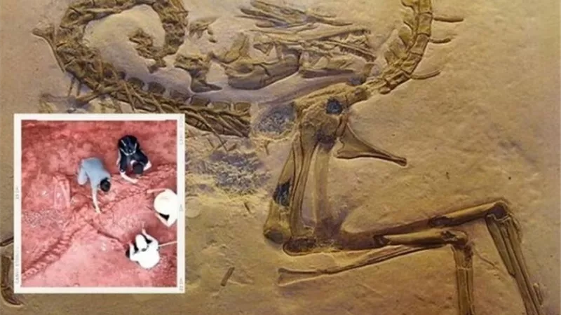 اكتشاف حفرية ديناصور عمرها 233 مليون سنة في البرازيل