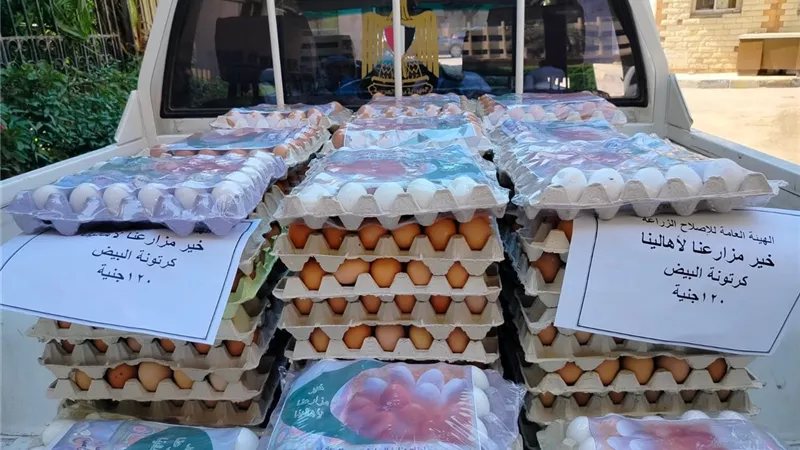 الكرتونة بـ120 جنيها.. الزراعة تطرح كميات من بيض المائدة للبيع
