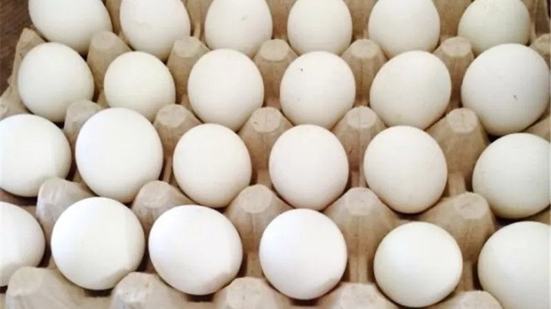 طرح كميات من البيض بسعر 120 جنيها للكرتونة في 7 محافظات