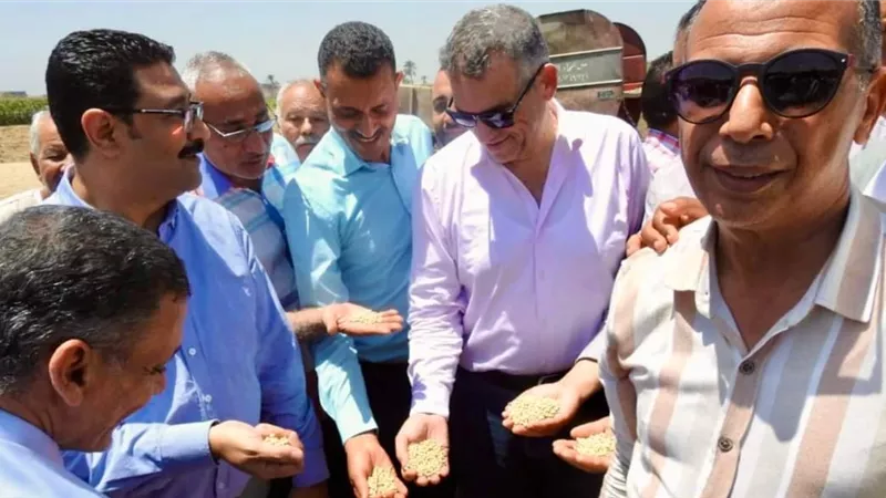 حصاد احد الحقول التعاقدية ضمن مبادرة ازرع بالمنيا