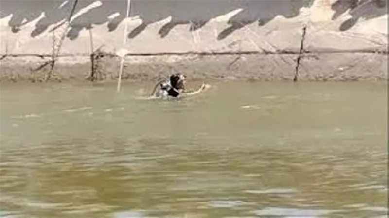 مصرع طفلين غرقا في ترعة بالدقهلية