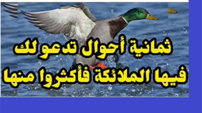 من جميل ما قرأنا..ثمانية أحوال تدعو فيها الملائكة لابن آدم‌