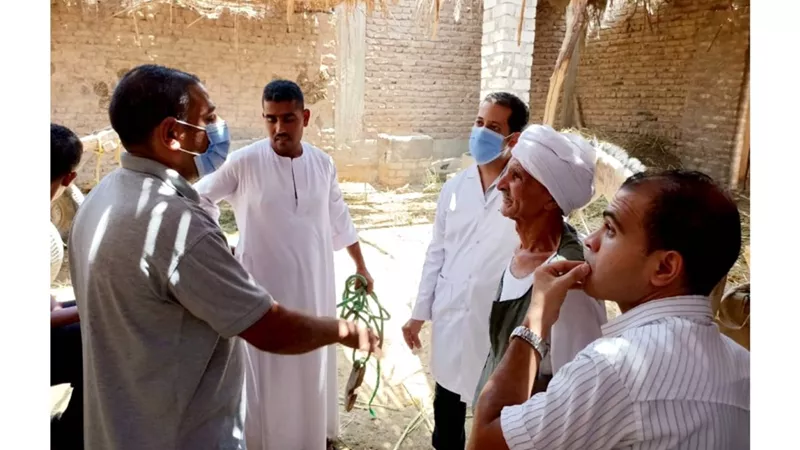 تحصين 29 ألف رأس ماشية ضد الحمى القلاعية والوادى المتصدع بقنا