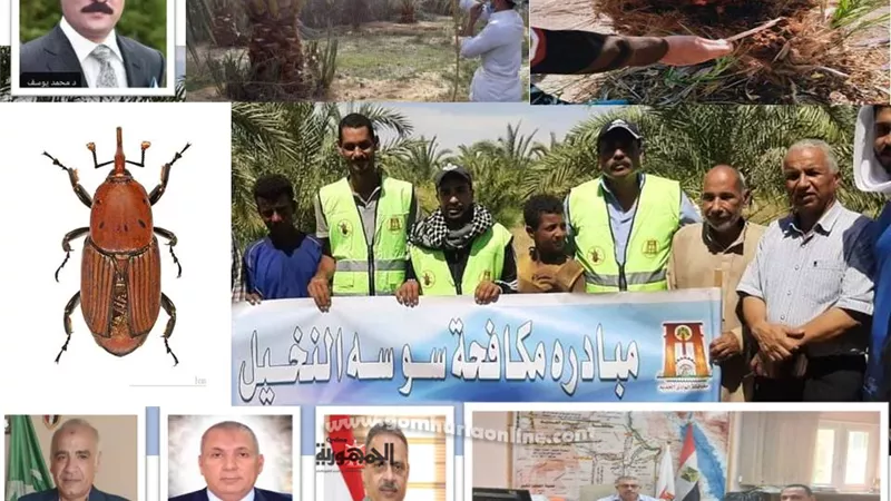 سوسة النخيل الحمراء.. آفة خطيرة