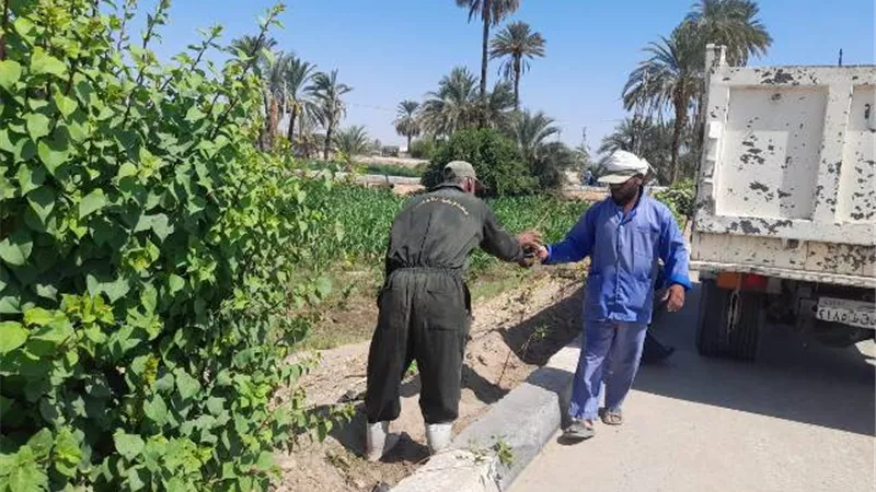 حملات التشجير تتواصل بالطود جنوب الأقصر