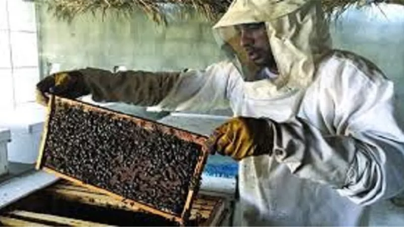 أمانة الفتوى توضح حكم زكاة عسل المنحل