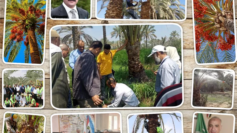 السوسة الحمراء.. 