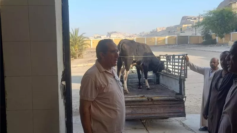 مدير البيطري الجديد بالمنيا يتابع المجازر