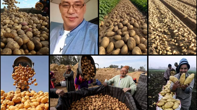 جنون البطاطس يتراجع.. مع إنتاج العروة الجديدة في أكتوبر المقبل