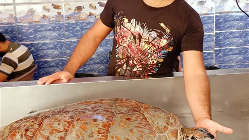 معهد علوم البحار بالسويس يعيد سلحفاء نادرة إلى موطنها الأصلى