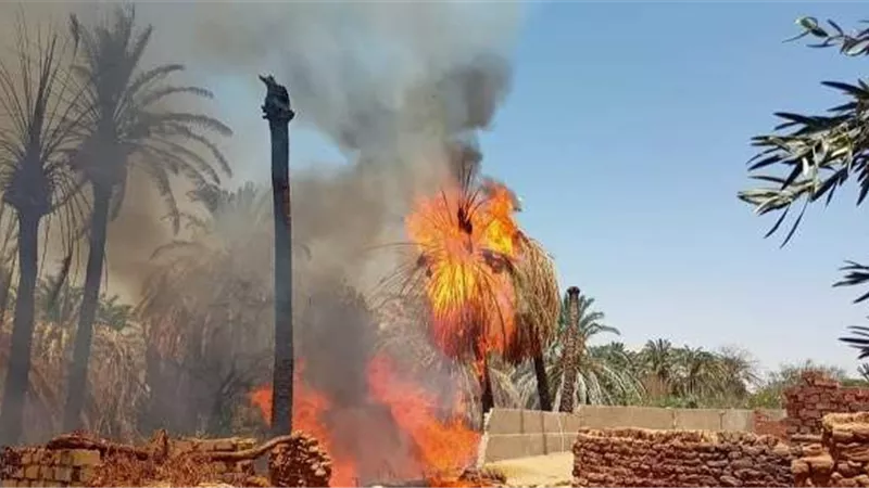 النيابة تباشر التحقيق في ملابسات حريق مزارع نخيل بالوادى الجديد