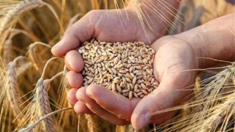 هيئة السلع التموينية تتعاقد على 280 ألف طن قمح مستورد