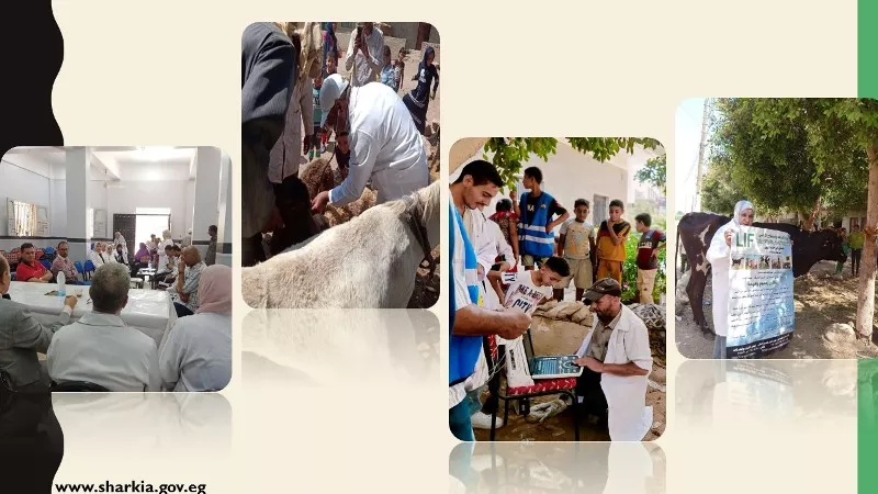 إطلاق قافلة بيطرية بقرية الشولية التابعة لمركز بلبيس بالشرقية
