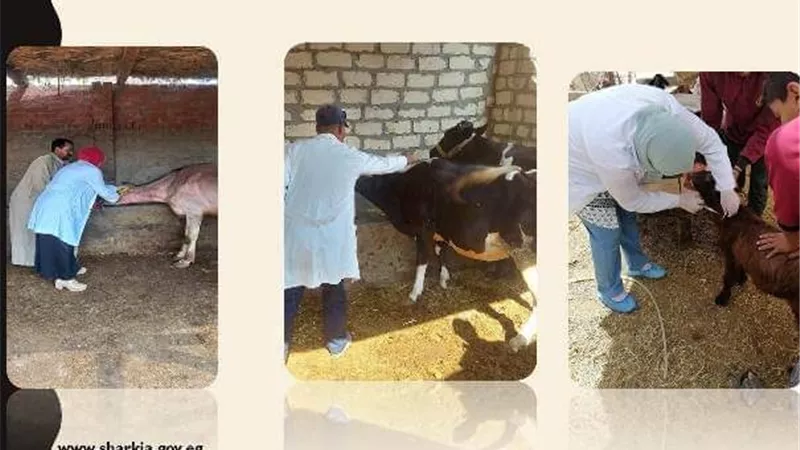 تحصين(٤٥٢ ألفا و٤٦٩) رأس ماشية ضد مرض الحمى والوادي المتصدع