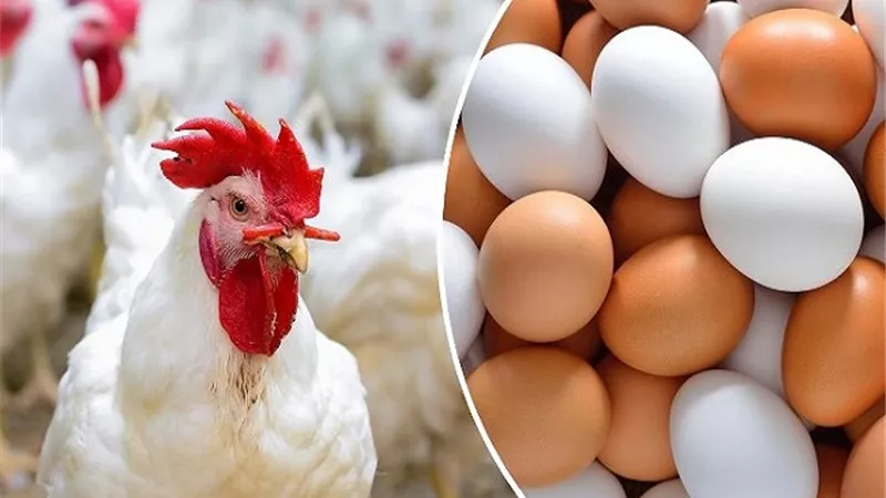 أسعار الفراخ والبيض في الأسواق.. بورصة الدواجن اليوم الأحد