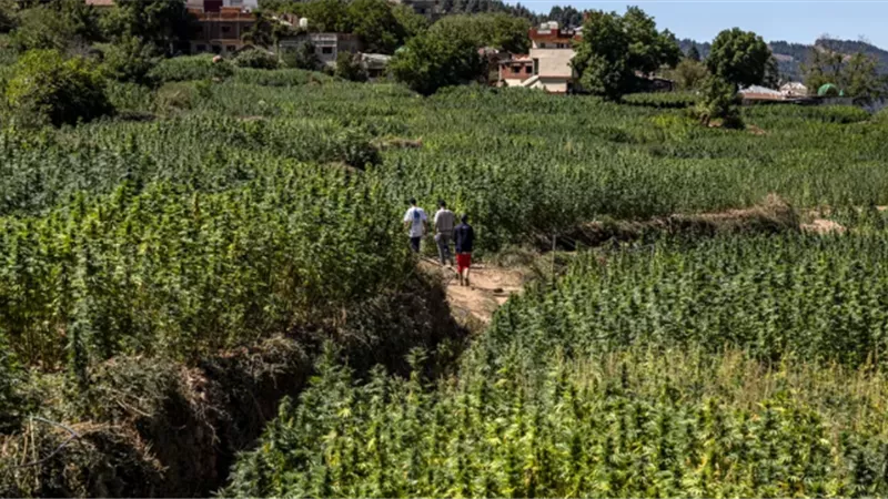 ملك المغرب يعفو عن آلاف المزارعين في قضايا 