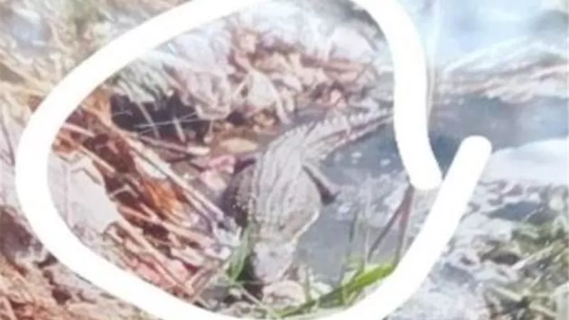 ظهور تمساح بترعة الشرامنتية بقرية أبو صير بالبدرشين