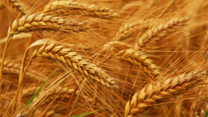 صادرات الحبوب الأوكرانية ترتفع إلى 6 ملايين طن