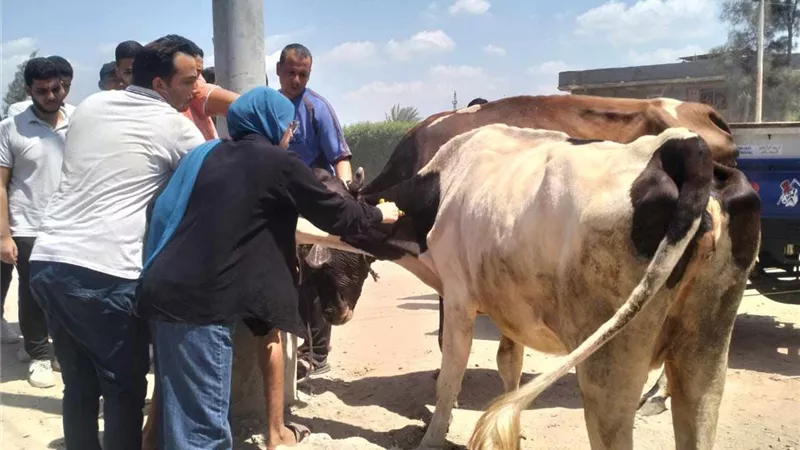 توزيع 450 شتلة بقافلة الغيتة بأبو المطامير