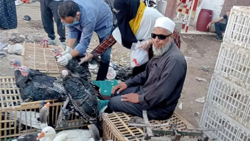 تحصين 652 ألفًا و497 طائرًا ضد مرض أنفلونزا الطيور في المنيا