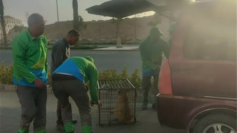 بيان هام من جهاز العاصمة الإدارية بشأن ملف كلاب الشوارع.. صور