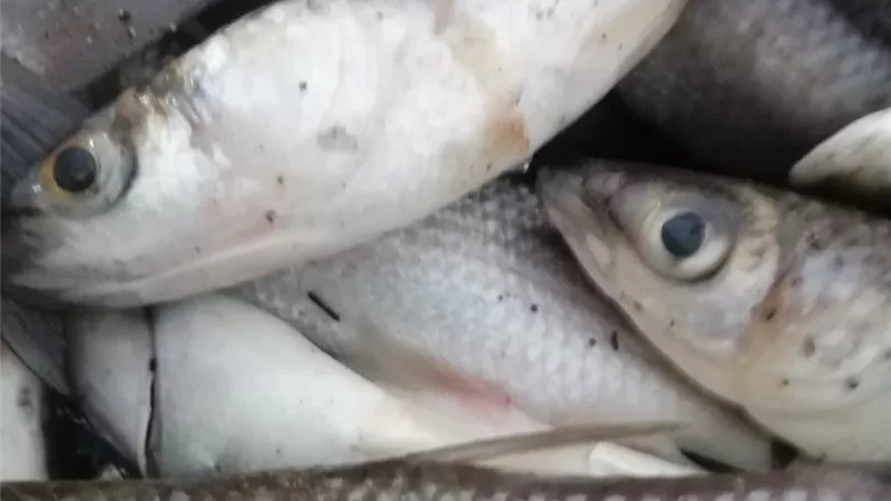 ضبط طن و125 كجم أسماك فاسدة بمطوبس