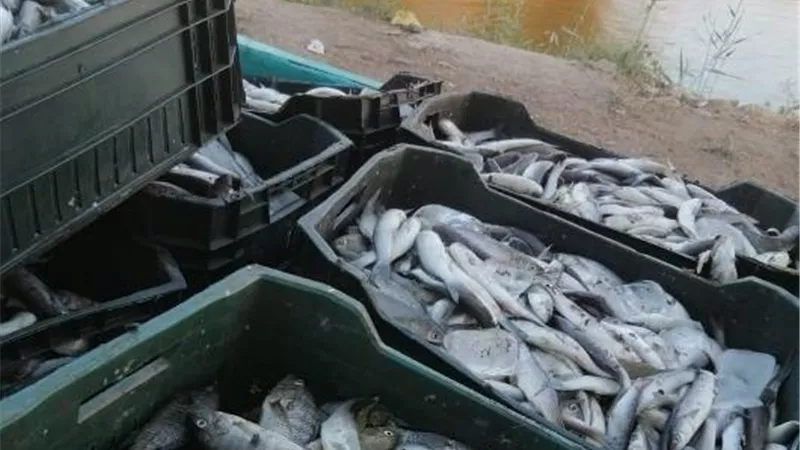 ضبط طن أسماك غير صالحة للإستهلاك الآدمي بمطوبس كفرالشيخ