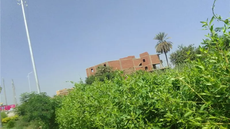 إستمرار زراعة شتلات 100 مليون شجرة بالمنوفية