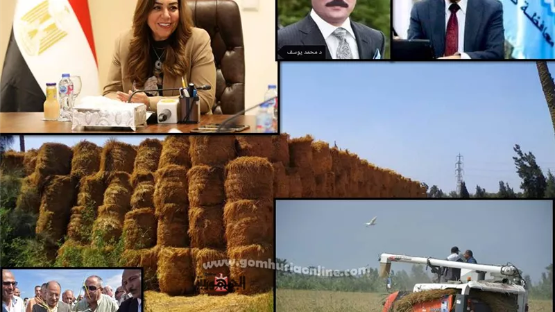 انطلاق حصاد الأرز بالمحافظات.. كفر الشيخ الأعلى إنتاجية