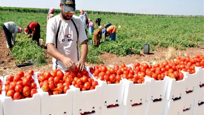 أستاذ زراعة: جودة المحاصيل الزراعية مفتاح السر لفتح أسواق جديدة