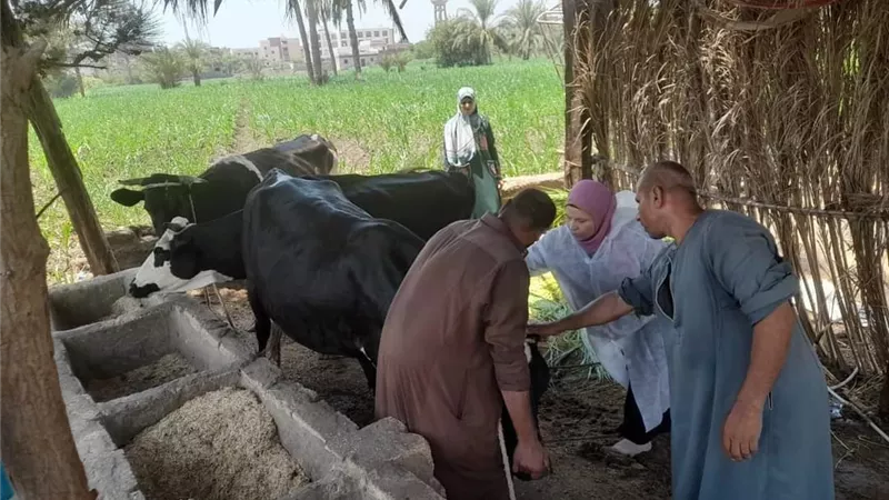 بيطري المنيا: تحصين 296 ألف رأس ماشية ضد الحمي القلاعية