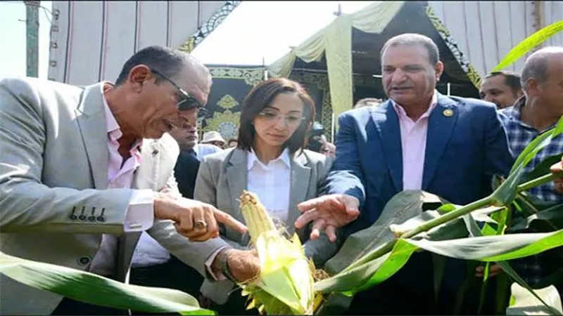 محافظ البحيرة تفتتح موسم حصاد الذرة بدمنهور